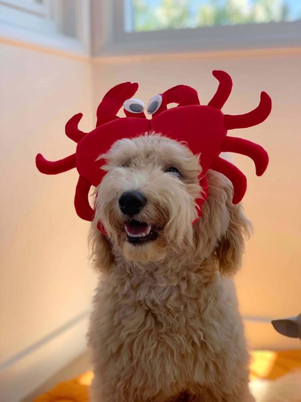 Crab Dog Costume Medium, Red - Image 2