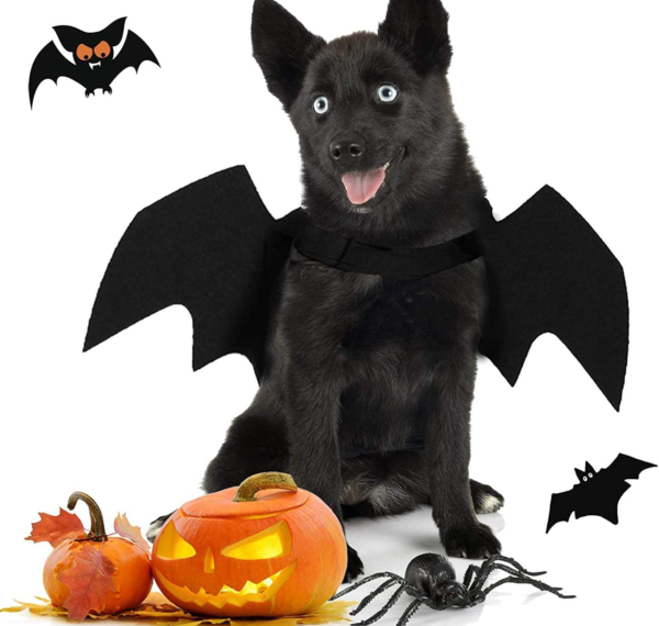 Dog Costume with Bat Wings - Image 7